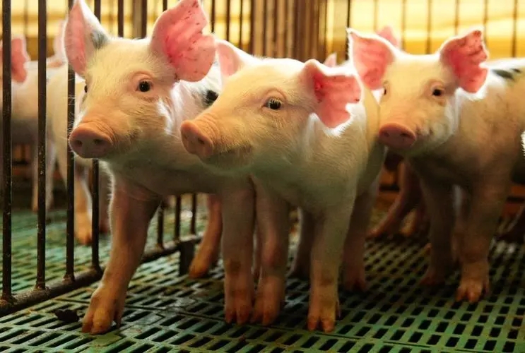 山东：生猪饲料销售呈现回升势头 仔猪价格大幅上涨