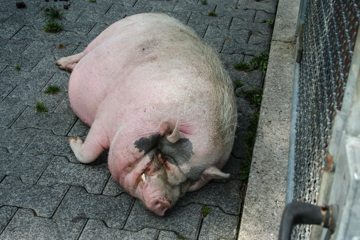 母猪过度肥胖的危害，你知道吗？
