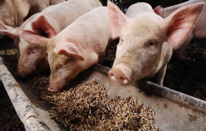 如何提高小猪阶段饲料产品竞争力？