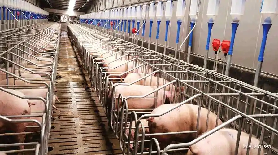 疫情爆发时，如何让猪群少发病不死亡？试试这两个方法