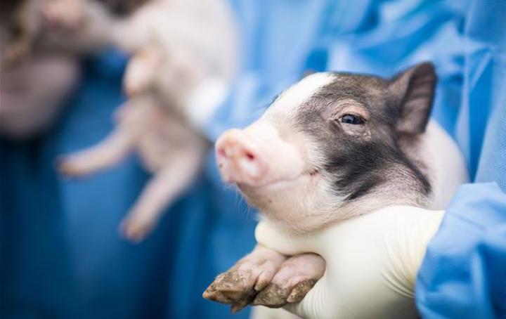猪阉割时的10个禁忌，记住能救猪命！