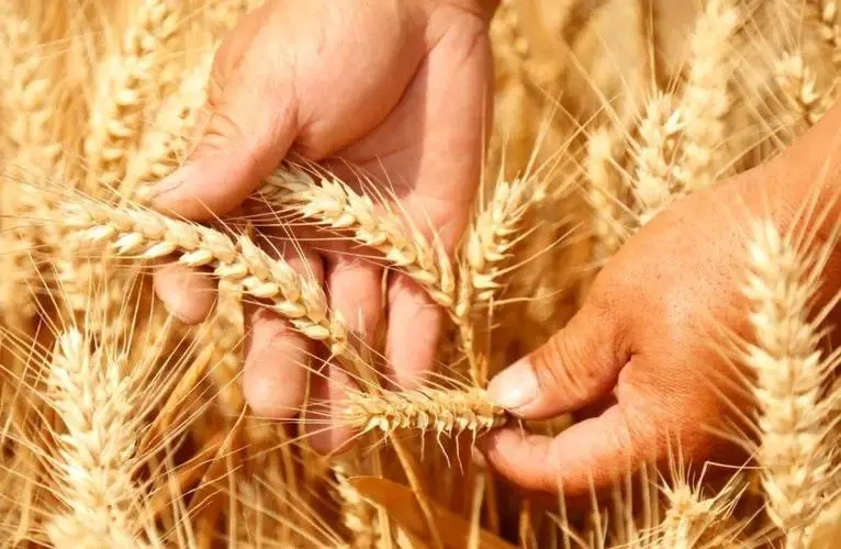 小麦市场“急转弯”，未来价格走势如何？