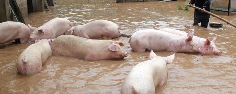 98个气象预警信号！1100万生猪直面暴雨中心，猪场迎来抗险救灾“大考”？