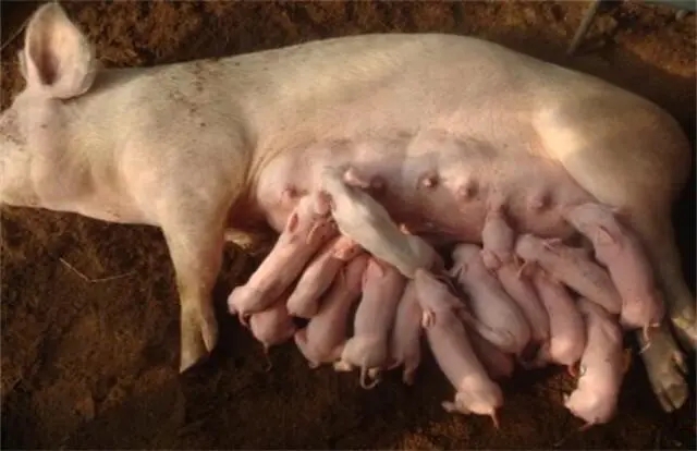 怎么饲喂生产前后的母猪？