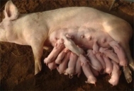 怎么饲喂生产前后的母猪？