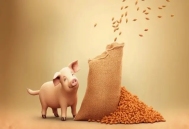 生猪价格和仔猪价格纷纷向好，是否意味着猪价来到了上行周期？