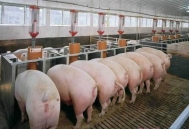 美国生猪行业概览：65岁及以上的生产者做自繁自养的比例最高