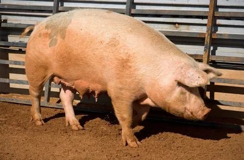 后备母猪选择及饲养管理细节！ 