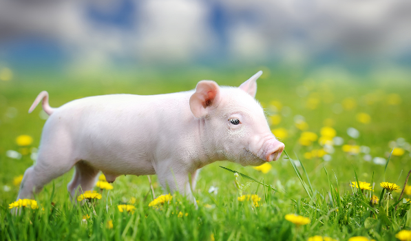 仔猪一般几天会吃料？小猪刚开始吃料的时候，可以喂什么食物？