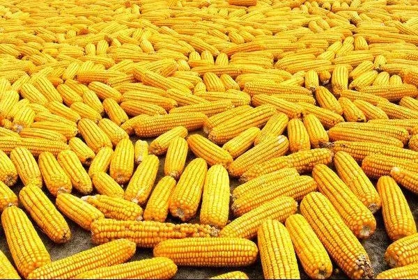 农户余粮逐渐见底，玉米价格或已处于底部区域？