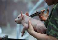 给猪进行疫苗注射时要注意什么？有哪些禁忌？