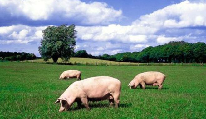 一季度江西生猪生产总体保持平稳，出栏价格企稳回升