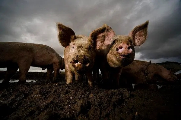 能繁母猪连续下降，猪肉价格“淡季不淡”，缺猪信号显现？