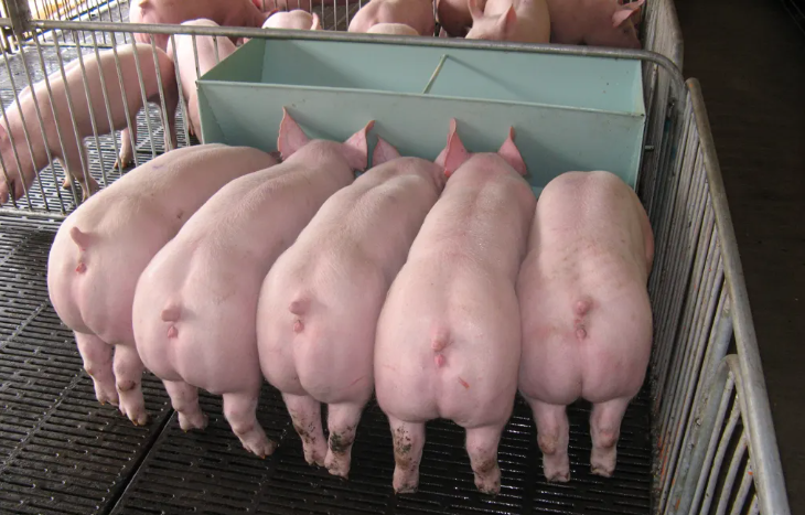 母猪生殖道炎症影响猪场生产成绩！怎么做才能减少影响？
