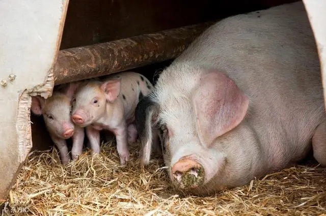 生产中90%的母猪毁于产房阶段，为什么这么说?