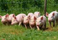 你懂得猪的爱好吗？如何选择小猪爱吃的保育料？
