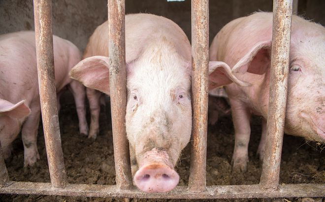 三大上市猪企4月生猪销量均环比下降