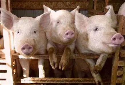 分析几种常见猪病的治疗和预防
