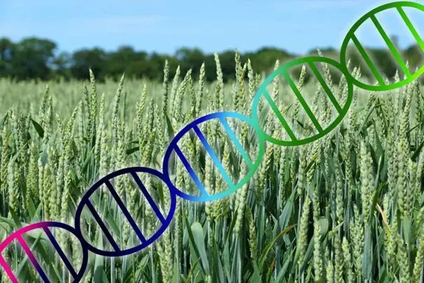 好消息！农业部批准首个基因编辑小麦品种生产应用