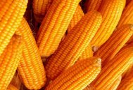 玉米价格持续下跌近7个月，如何探寻“底部”信号？