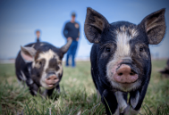 二季度生猪养殖或扭亏为盈，猪周期拐点将至？
