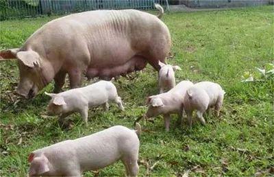 揭秘影响猪产仔数和出生重的四大因素