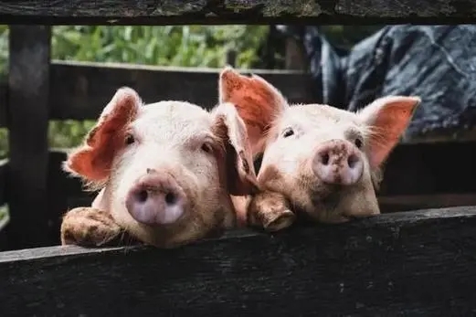湖北生猪供应链平台上线，服务近万家养猪场！