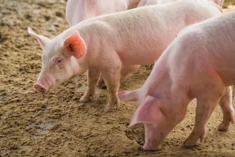 猪常见饲料引起的中毒表现有哪些？
