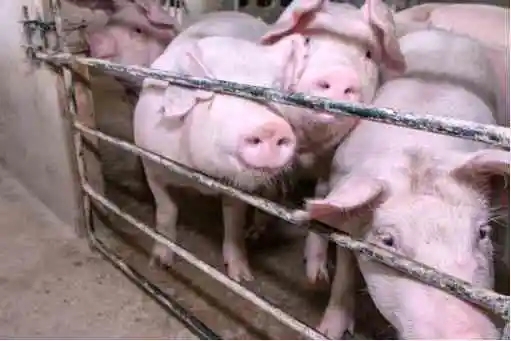 猪消化不良的病因找到了，如何防治？