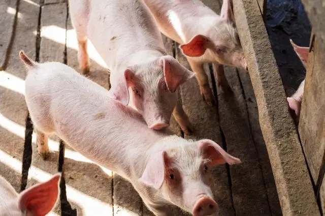 猪价持续回暖，养殖企业从“卷规模”转向“降成本” 