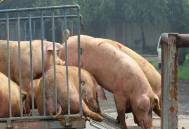 猪肉涨价风起，猪肉市场的春天或许已经露出了曙光？