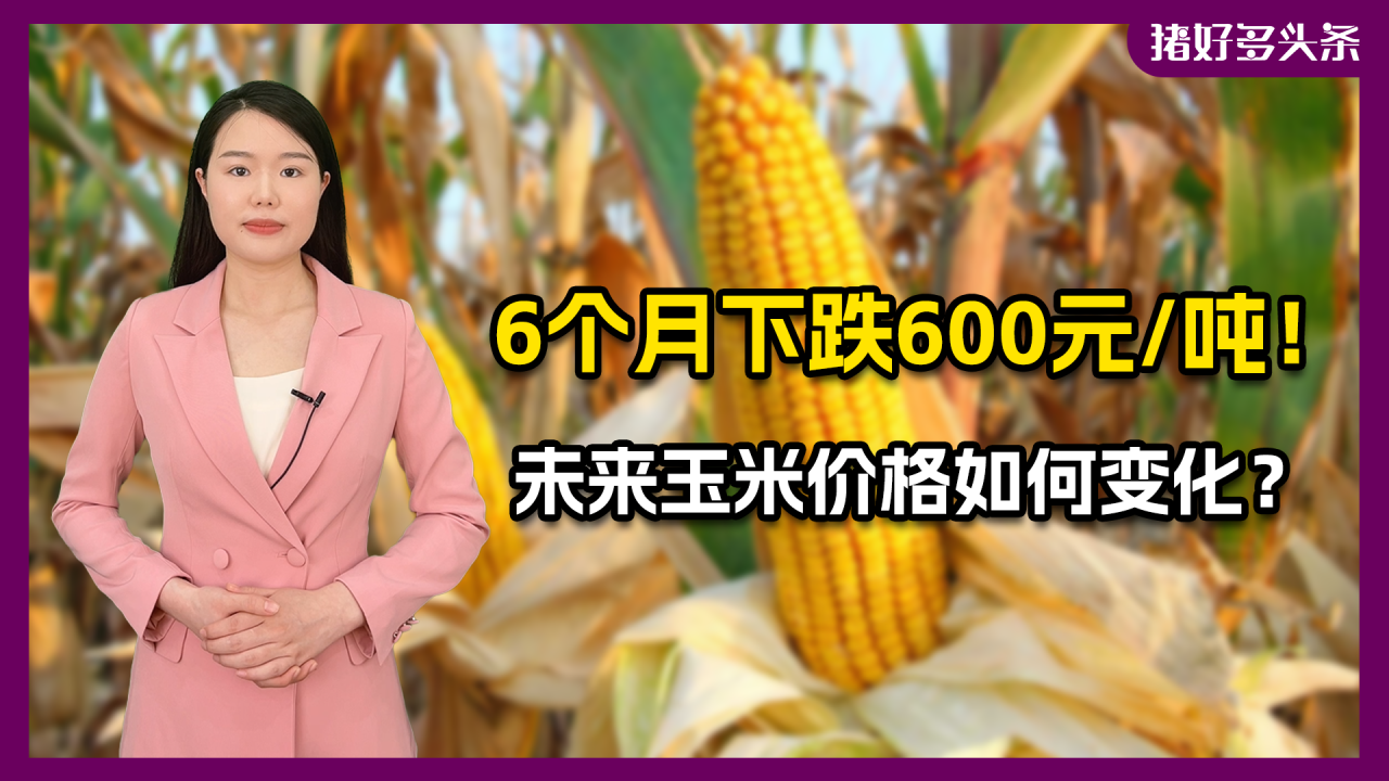 行情预警：6个月玉米价格下跌超600元/吨，未来如何变化？