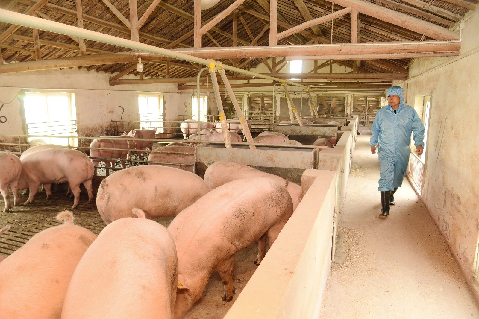 如何提高规模化猪场员工素质和技能？