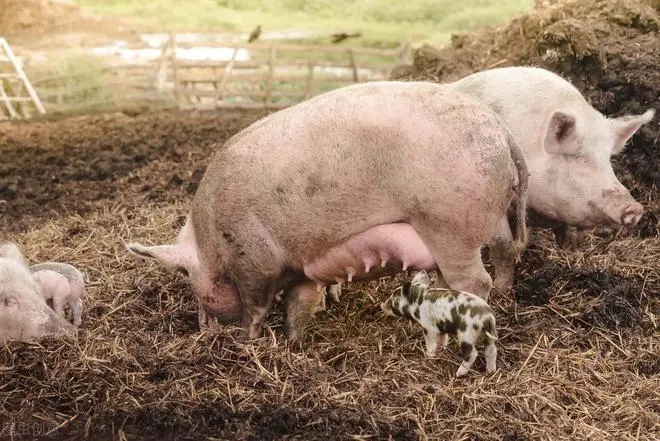 规模化猪场母猪饲养管理与技术，养猪人都看一看！