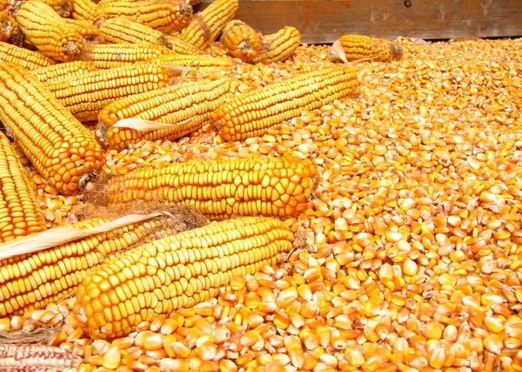 美国农业部：2024/25年度美国以及全球玉米产量下降