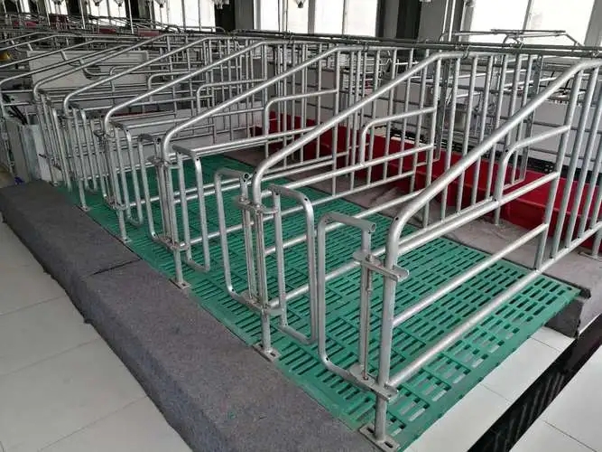 定位栏养猪模式真的适合中国吗？