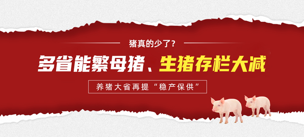 猪真的少了？多省能繁母猪、生猪存栏大减，养猪大省再提“稳产保供”