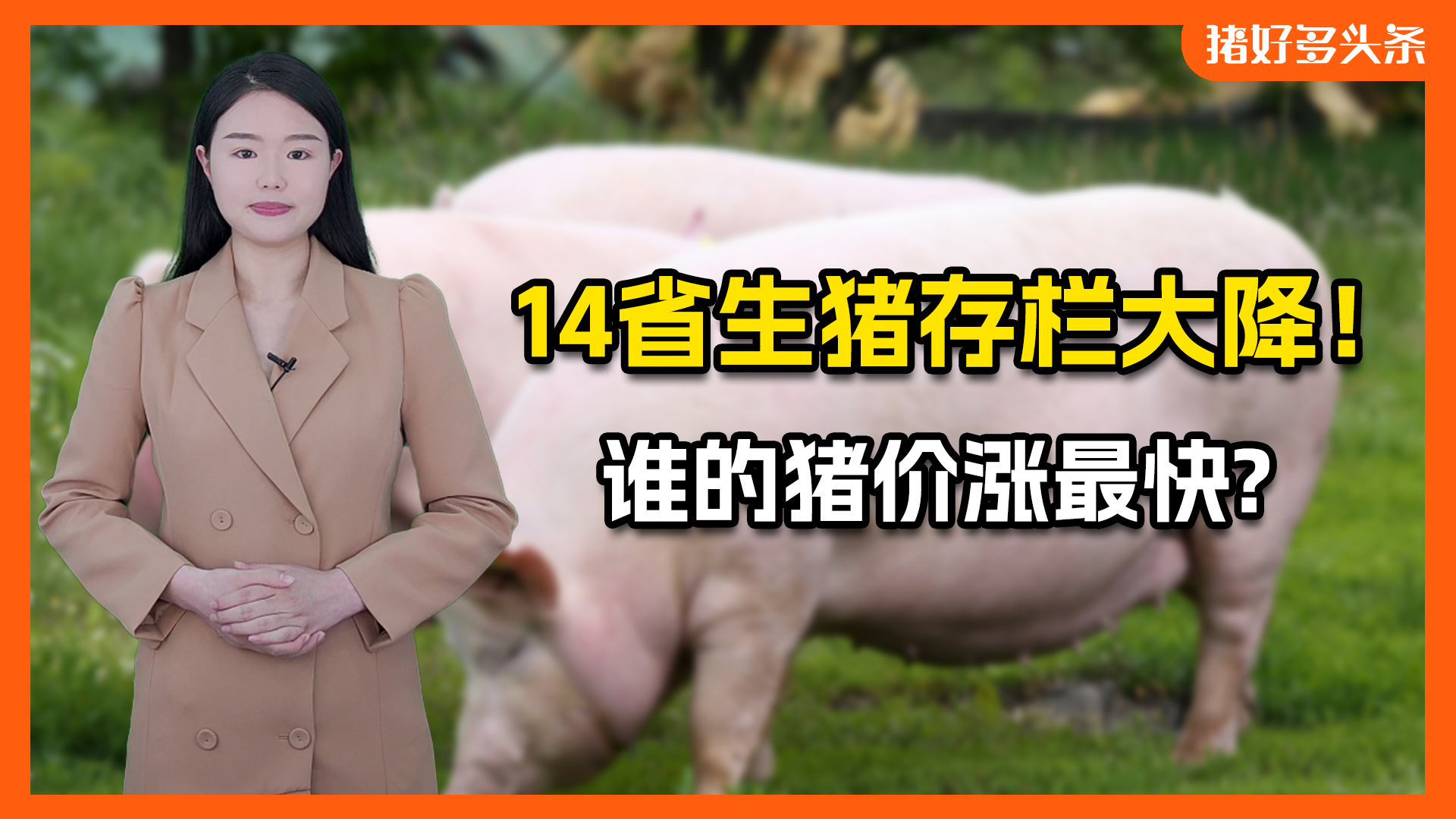 惊人！山东省生猪存栏大降16%！还有13省产能大降，猪价稳了？