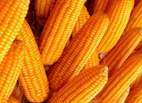 传言美国玉米播种面积可能减少300万英亩