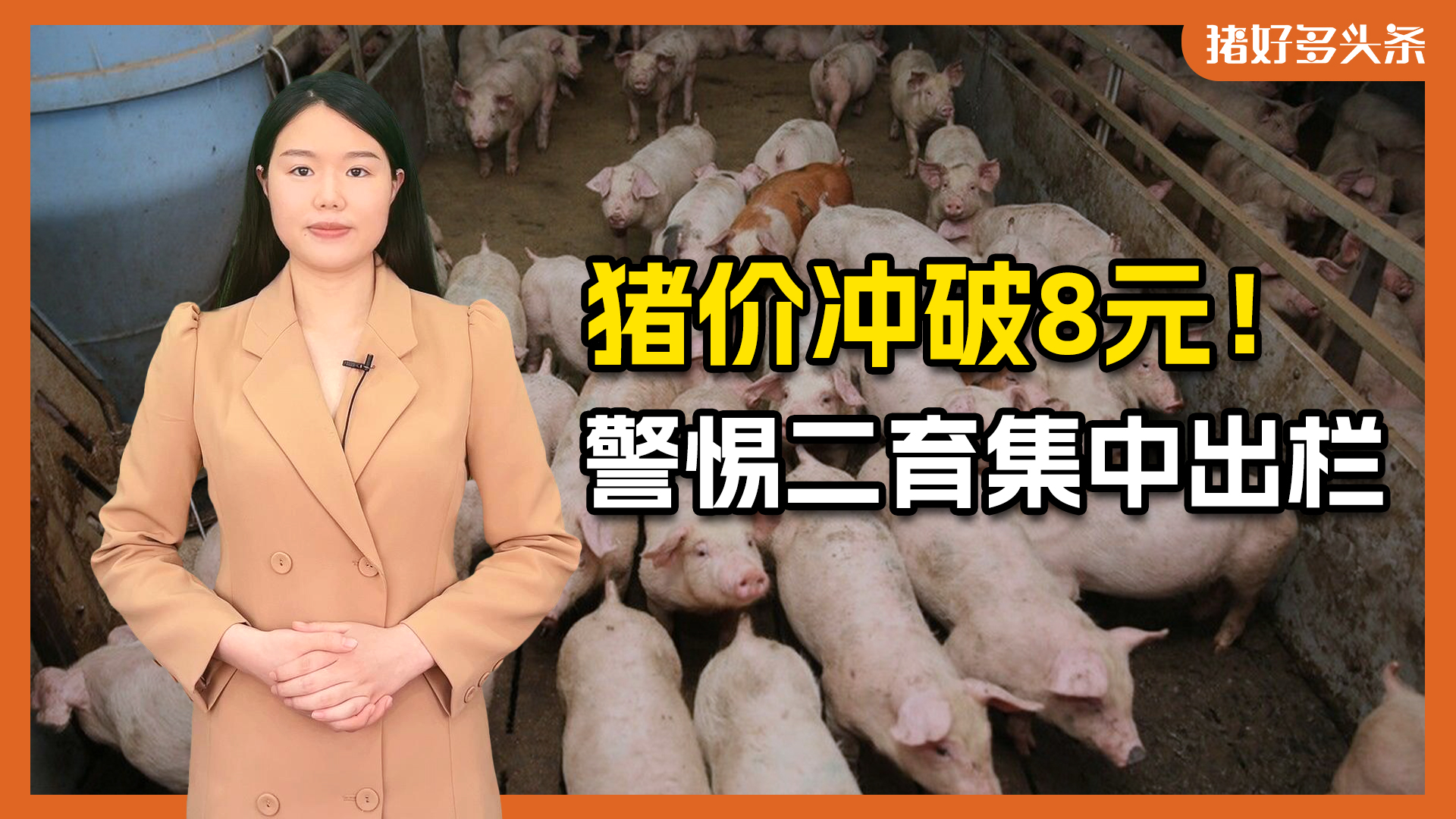 猪价猛涨7天，全国10大省份冲上8元/斤！最高能突破多少？