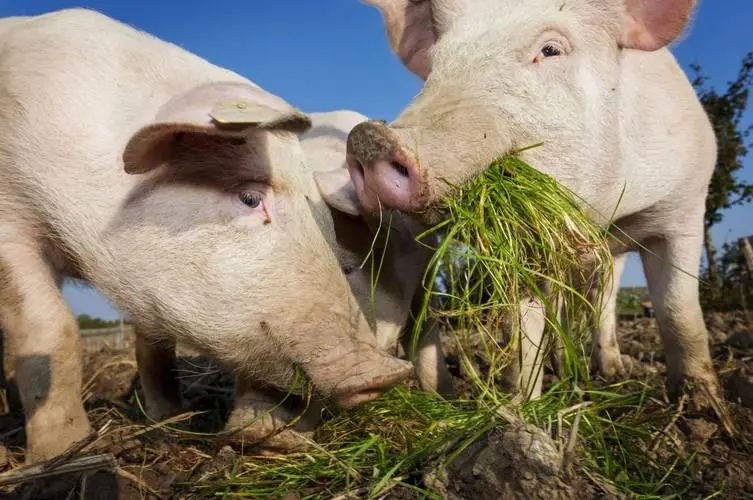 必须停喂？肉猪服药时这9种饲料不能喂