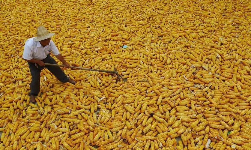 进口玉米数量或减，玉米涨价“好机会”来了！