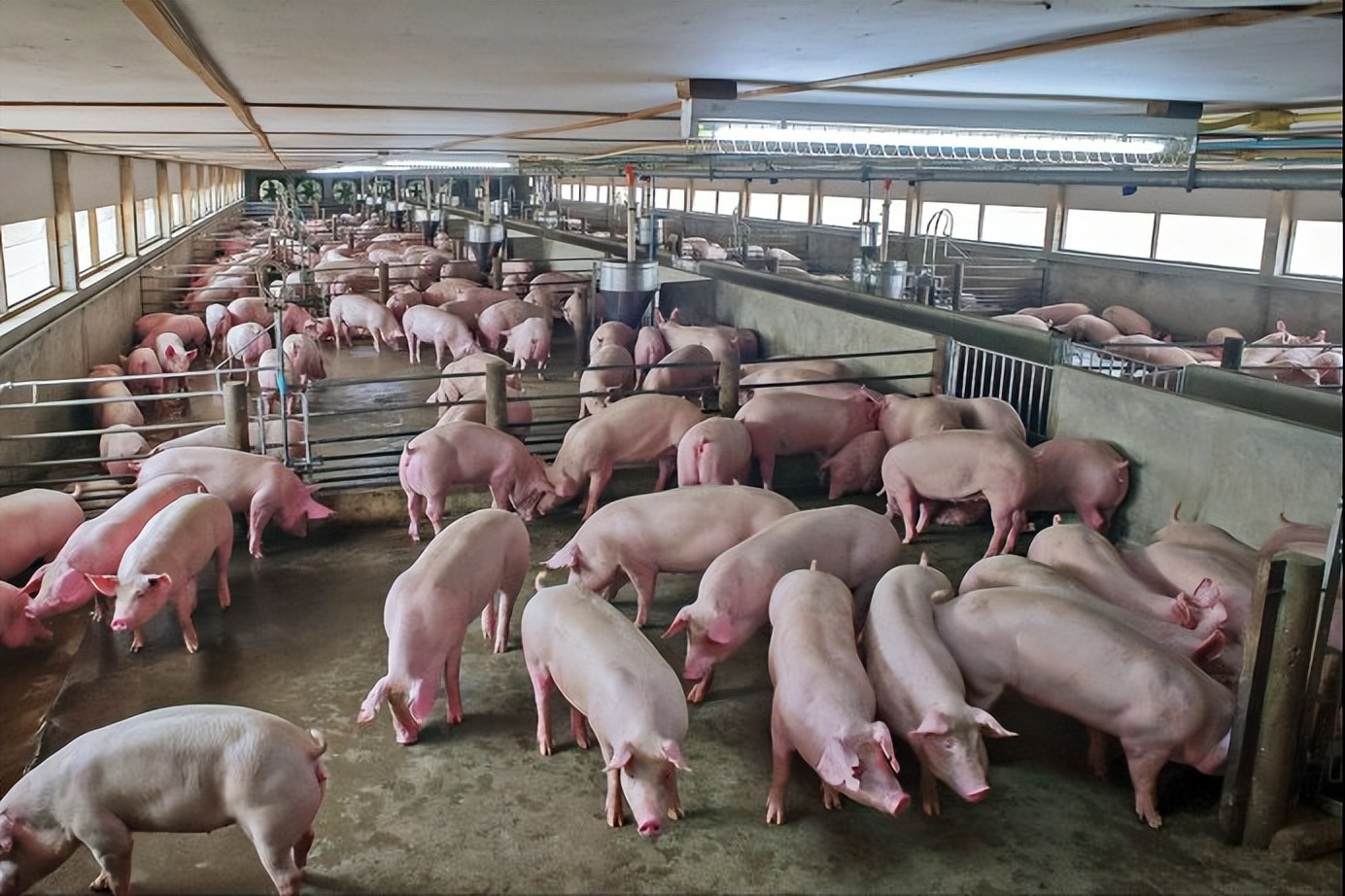收藏！规模化猪场种猪饲养管理技术