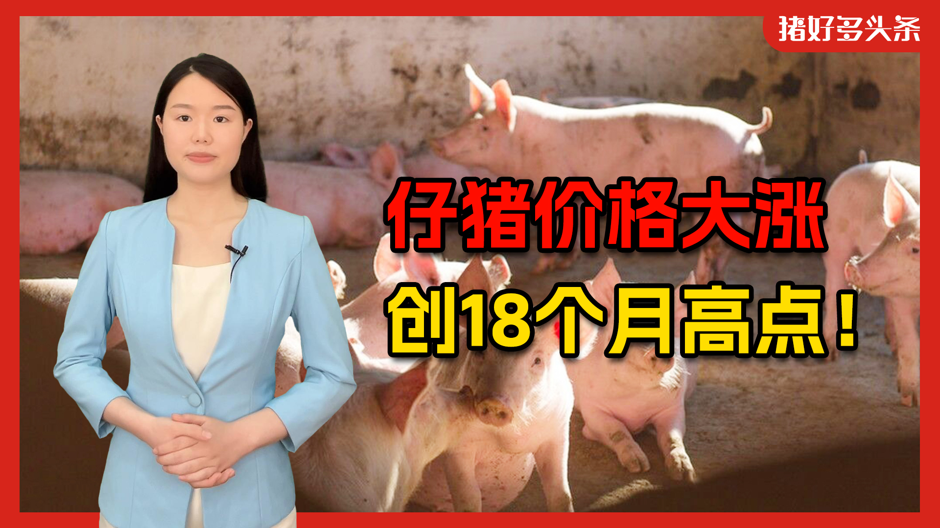 仔猪连涨18周！玉米大降13%，生猪盈利势头越发强劲！