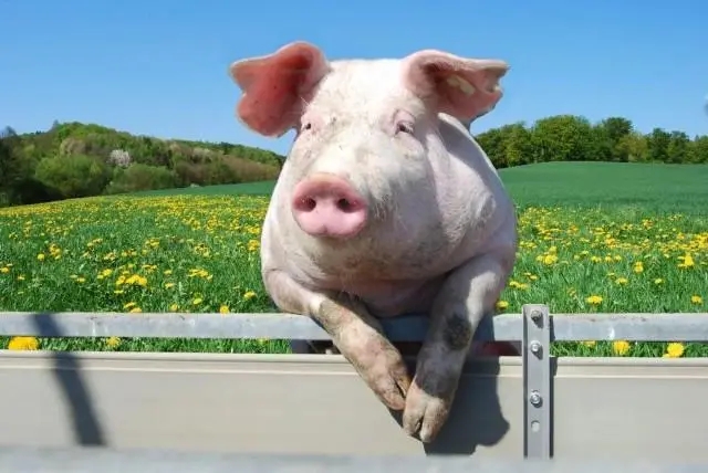 支持种用母猪购置，每头补助800元！2024年天津市稳定生猪生产实施方案