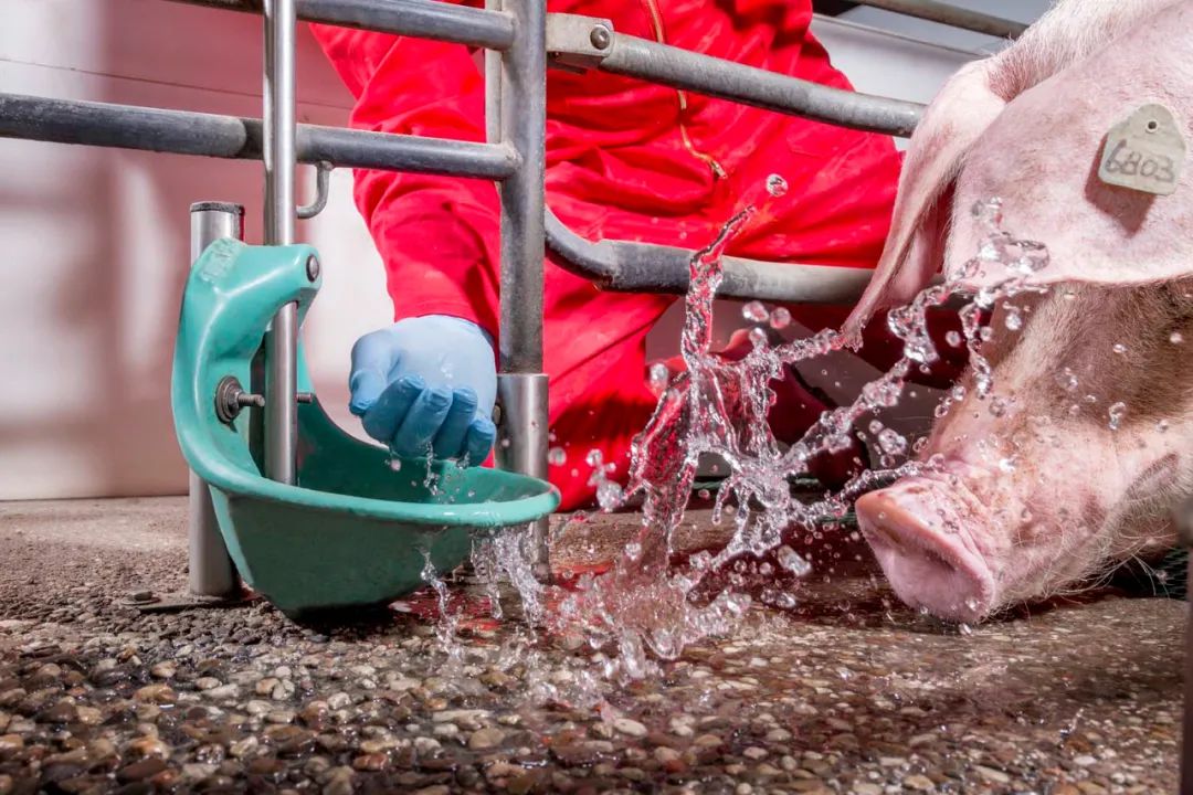 美国专家的5点建议，帮助猪场养好哺乳母猪！