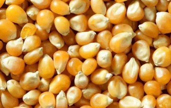 东北玉米涨得停不下来，真的是没粮了吗？
