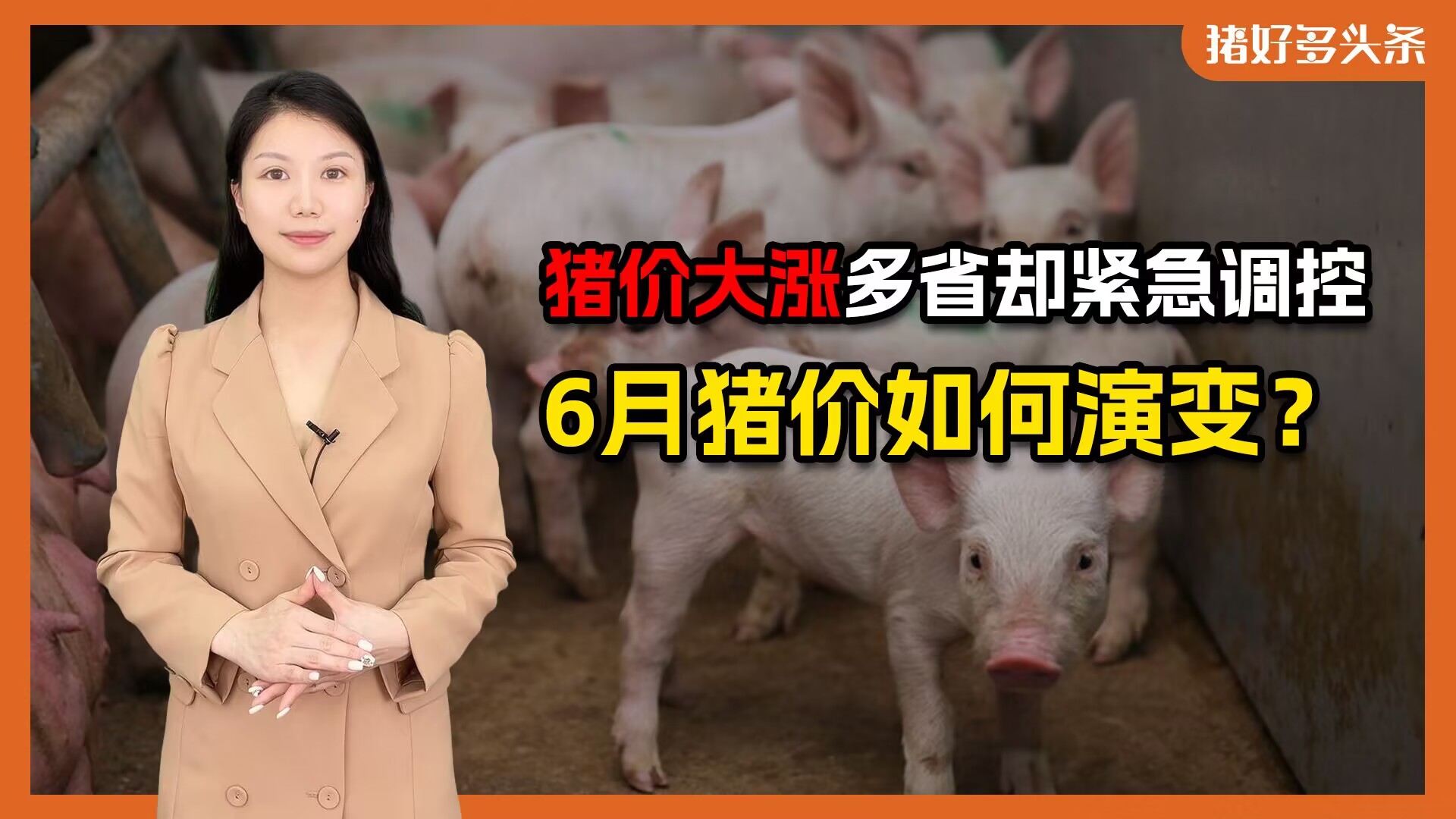 猪价大涨10%，21省出台生猪产能调控方案！6月猪价如何演变？
