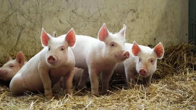 胀肚子死的猪越来越多了，什么猪病引起的？