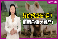 6月猪价冲向9元？生猪产能连续16月下降，供需拐点已到！